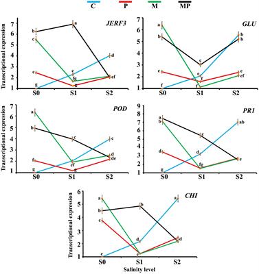 Effects of Mycorrhizal Colonization on Transcriptional Expression of the Responsive Factor JERF3 and Stress-Responsive Genes in Banana Plantlets in Response to Combined Biotic and Abiotic Stresses